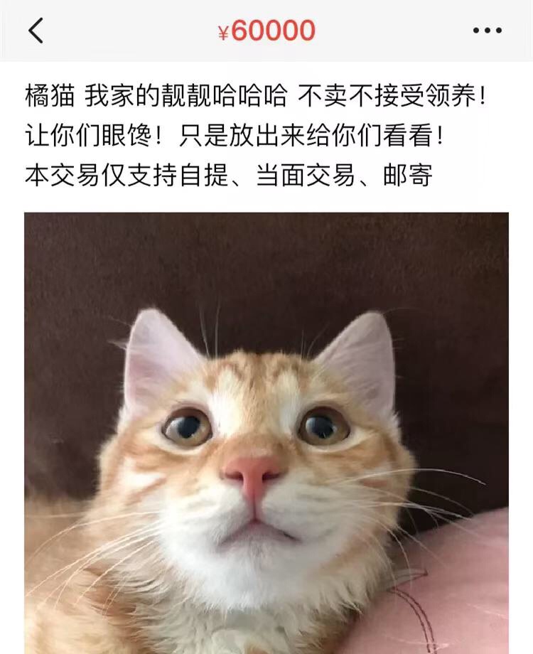 一个跑到闲鱼吸猫的疯子