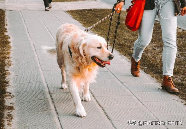 养什么狗最好，最适合新手养的十大狗狗