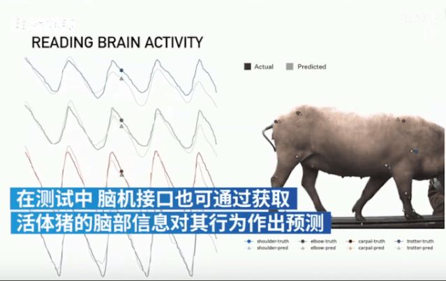 马斯克脑机接口、BrainOS 相继发布，未来已来？