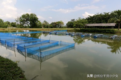 致富创业网搞养殖泥鳅（附其高回报泥鳅养殖方法）