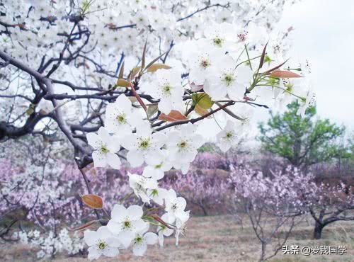 描写梨花的句子段落（赞美梨花之美的百条唯美诗句）