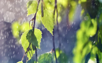 形容早晨下雨的美句（精选雨天清晨的唯美句子）