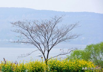 古代诗人宋祁的诗句（玉楼春春景原文赏析及诗意）