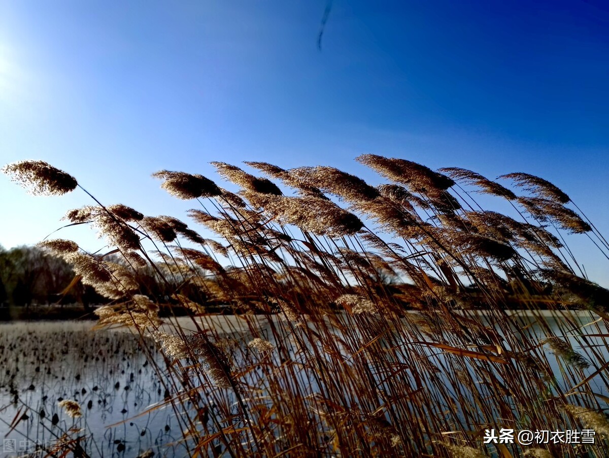 歌松芦苇诗句有哪些（古人写芦苇的3首古诗）