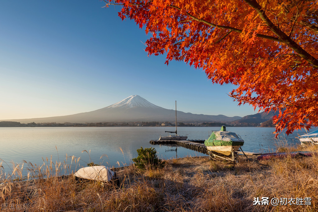 歌松芦苇诗句有哪些（古人写芦苇的3首古诗）