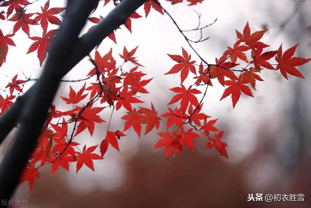 歌松芦苇诗句有哪些（古人写芦苇的3首古诗）