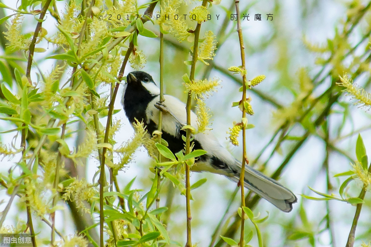 杨柳青青江水平全诗意思（竹枝原文赏析和翻译）