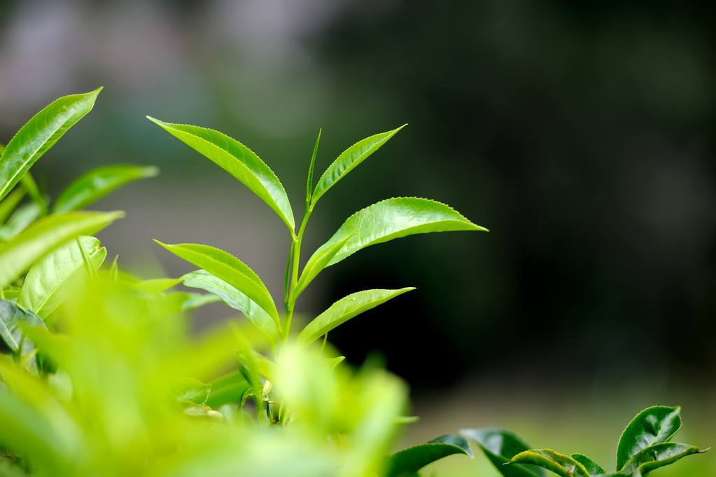 白居易茶的诗句有哪些（唐朝最出名的10首经典茶诗）