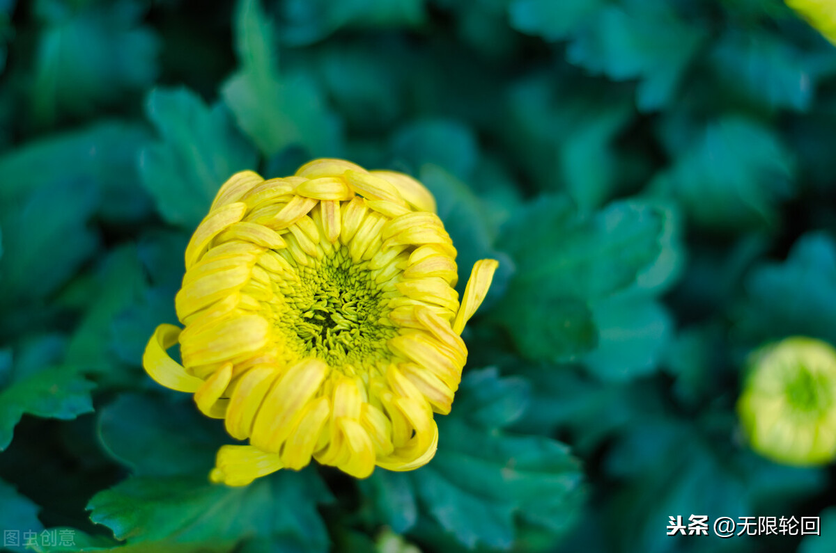 有关菊花的诗句有哪些（赞美菊花的10首唯美古诗）