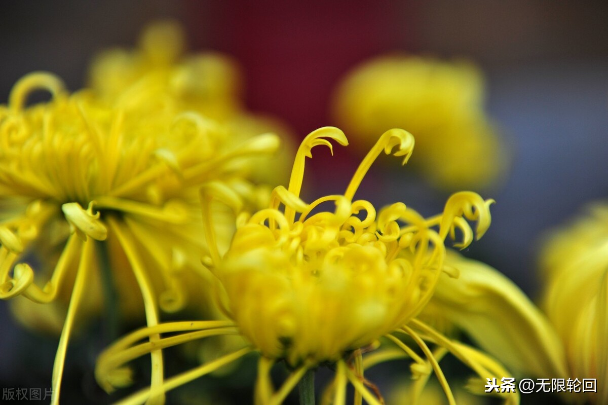 有关菊花的诗句有哪些（赞美菊花的10首唯美古诗）