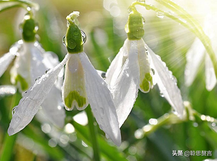 生日的诗句诗词大全（摘抄这42首寓意美好的祝寿诗）