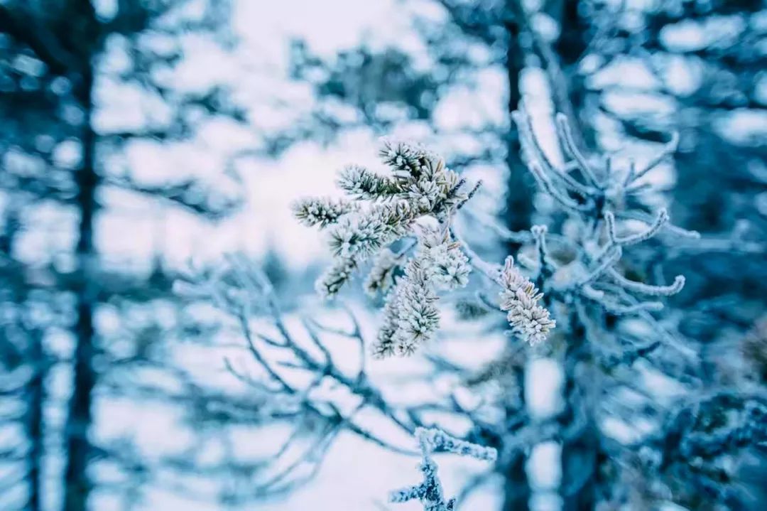 雪的古诗有哪些（写出雪花飘落之美的20首唯美古诗）