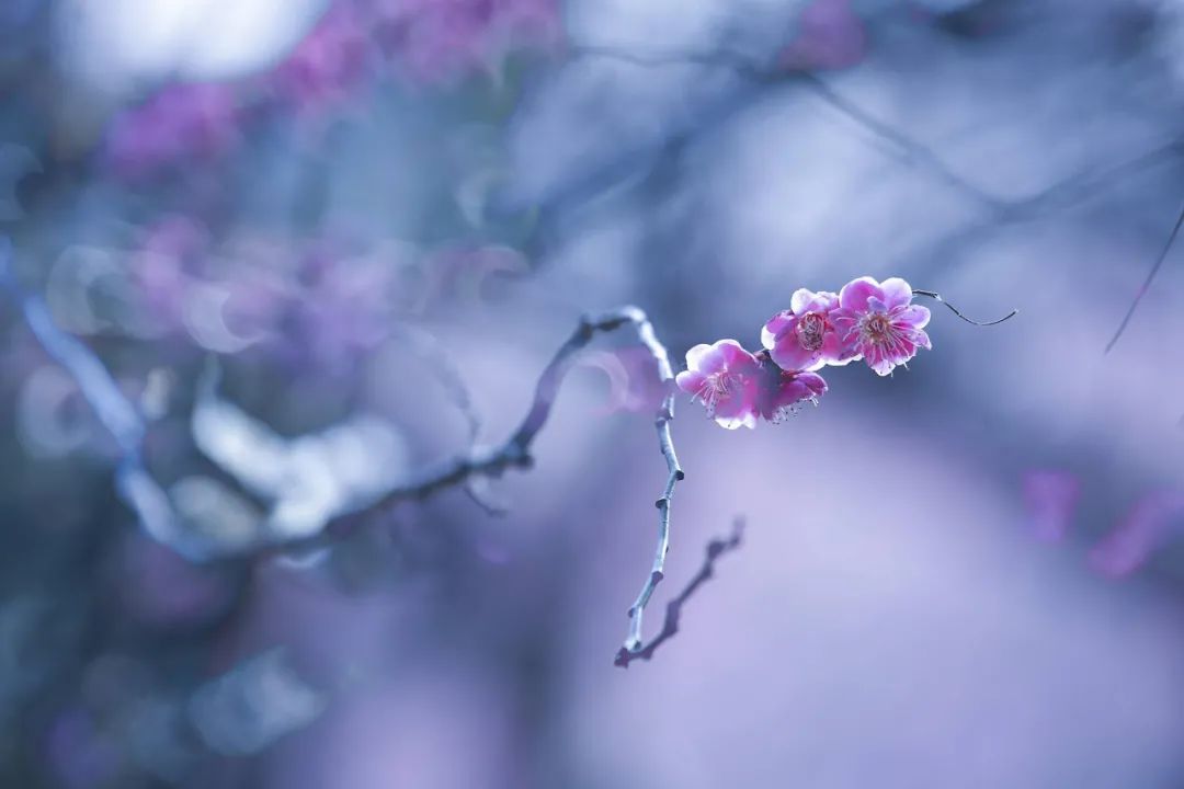 梅花花诗句古诗大全（最美的10首咏梅励志诗）