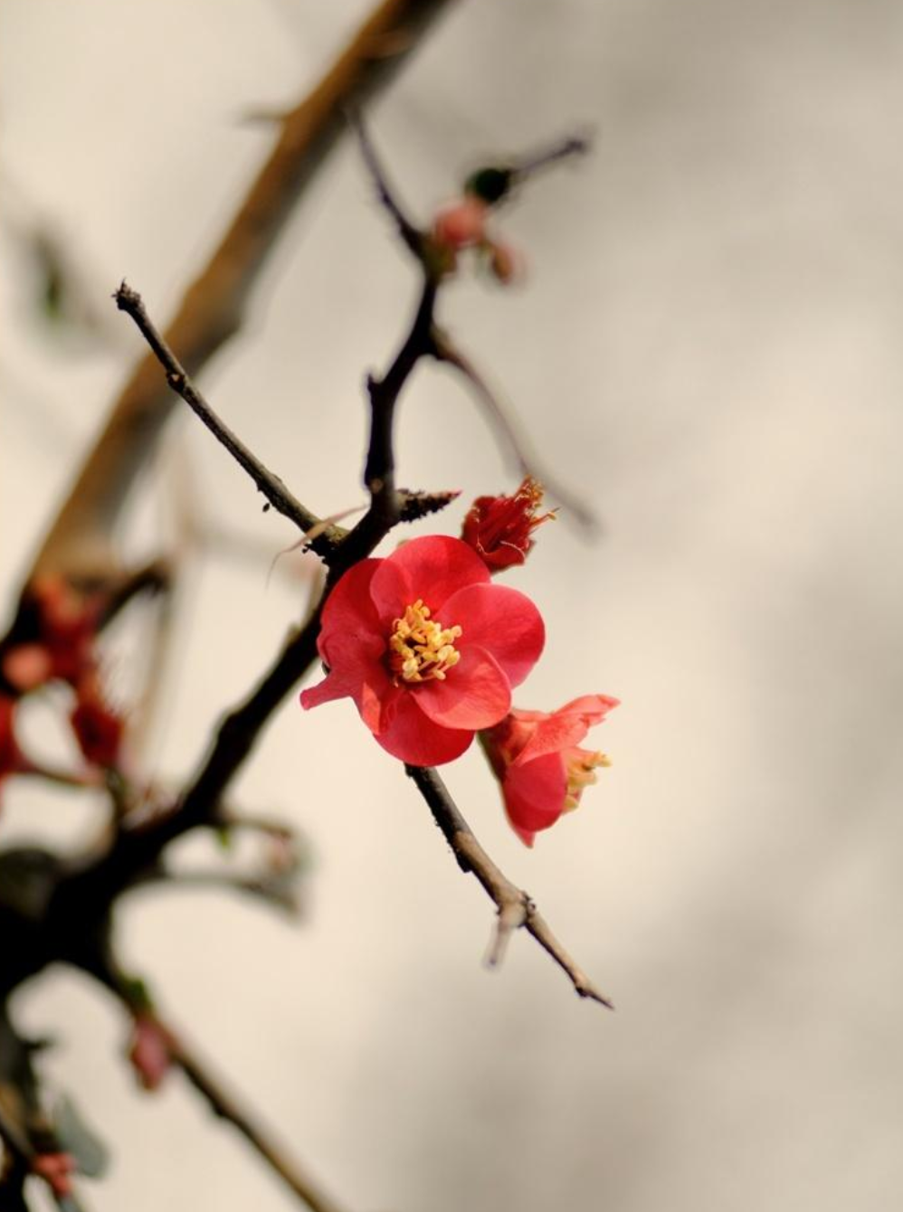 梅花花诗句古诗大全（最美的10首咏梅励志诗）