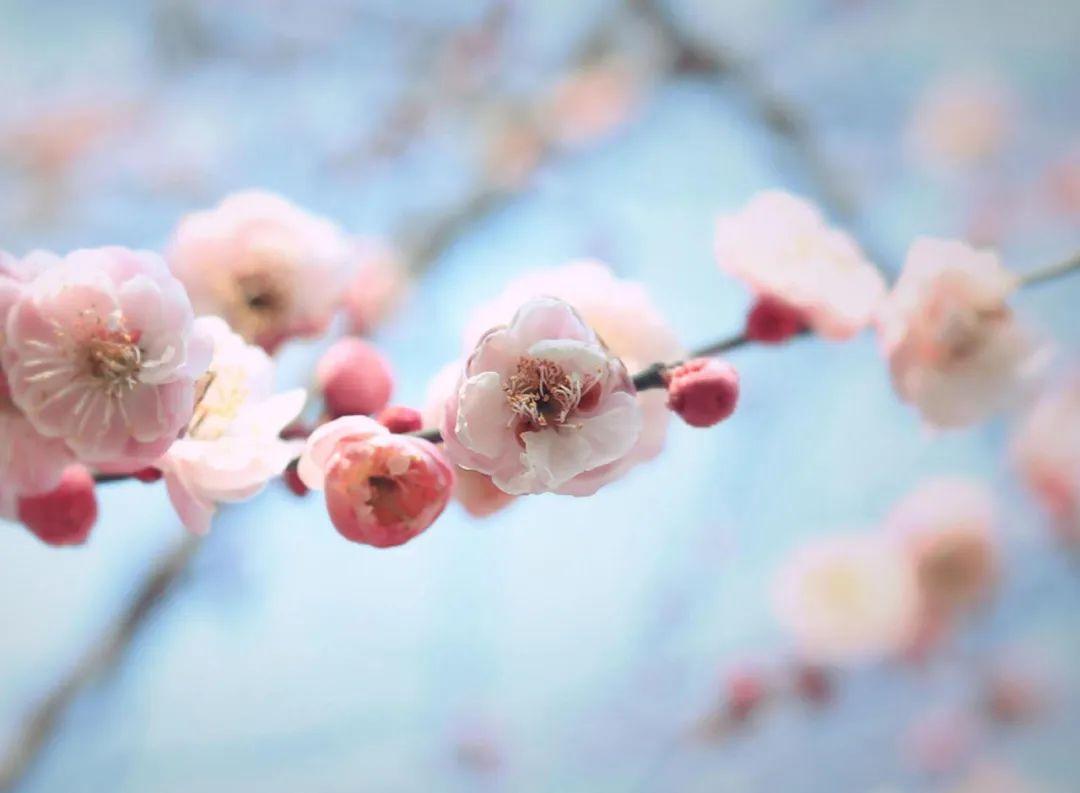 梅花花诗句古诗大全（最美的10首咏梅励志诗）