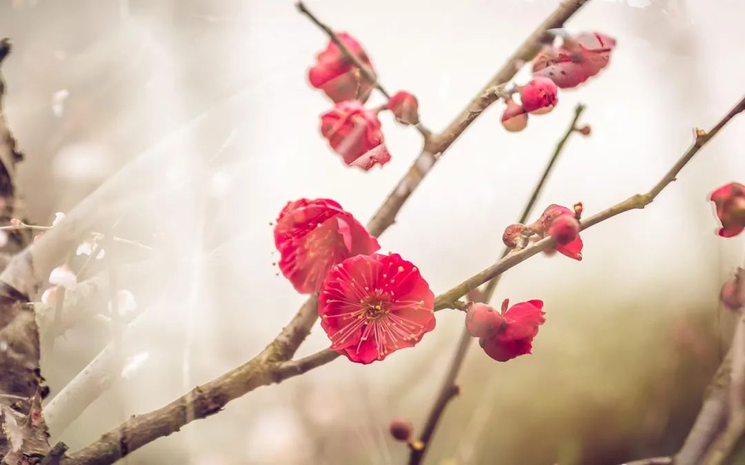 梅花花诗句古诗大全（最美的10首咏梅励志诗）