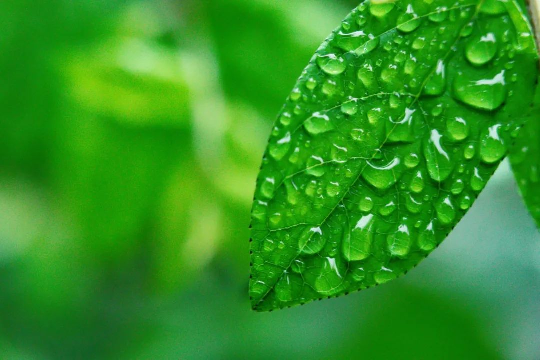 有关雨的古诗有哪些（描写雨后美景的20首唯美古诗词）