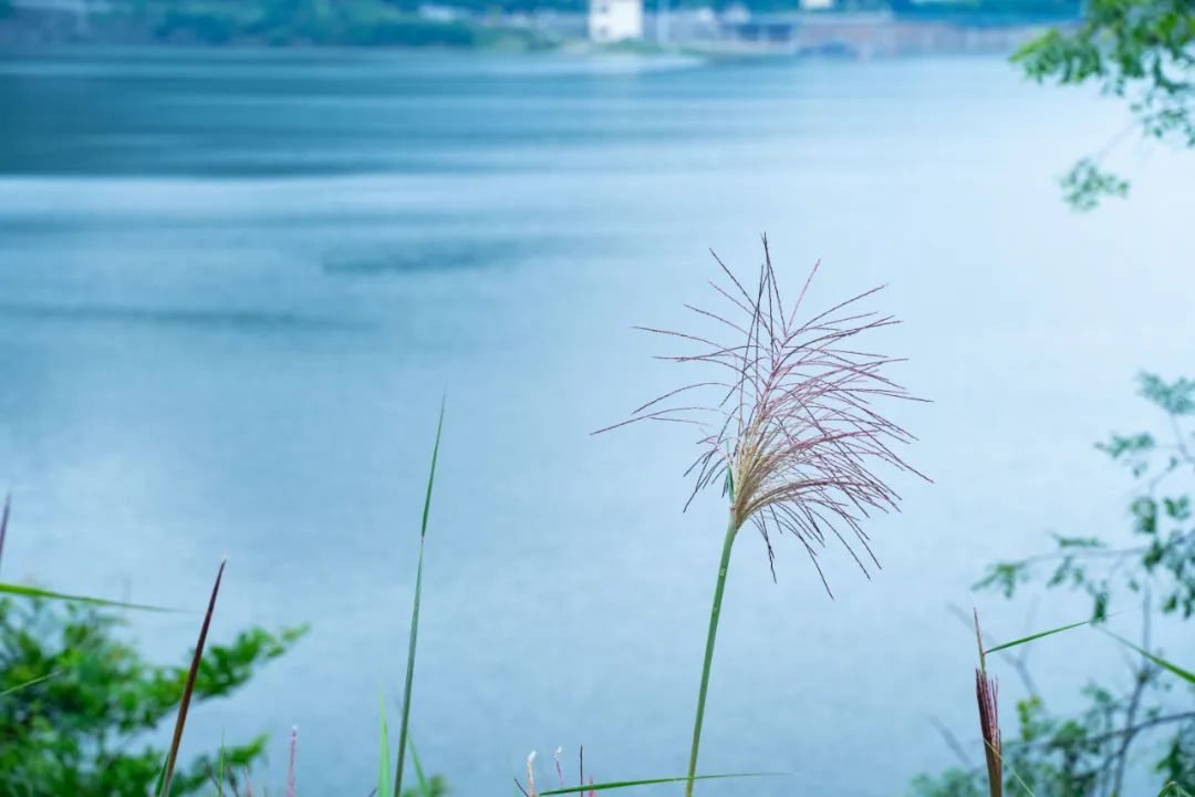 有关雨的古诗有哪些（描写雨后美景的20首唯美古诗词）