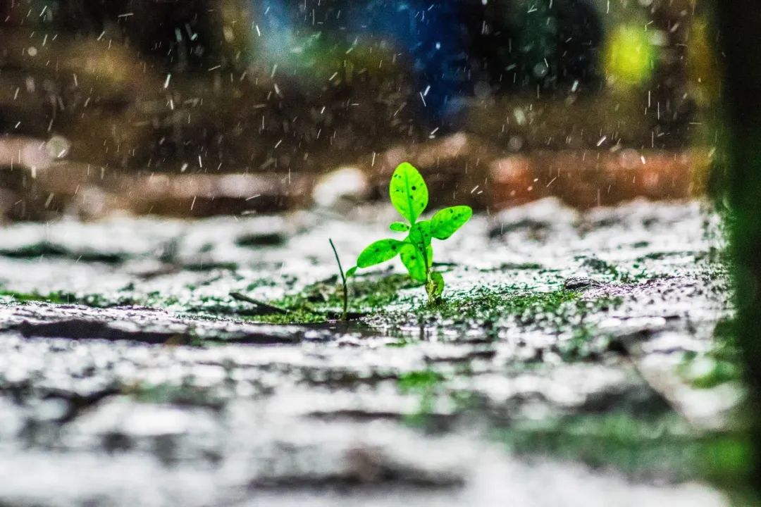 有关雨的古诗有哪些（描写雨后美景的20首唯美古诗词）