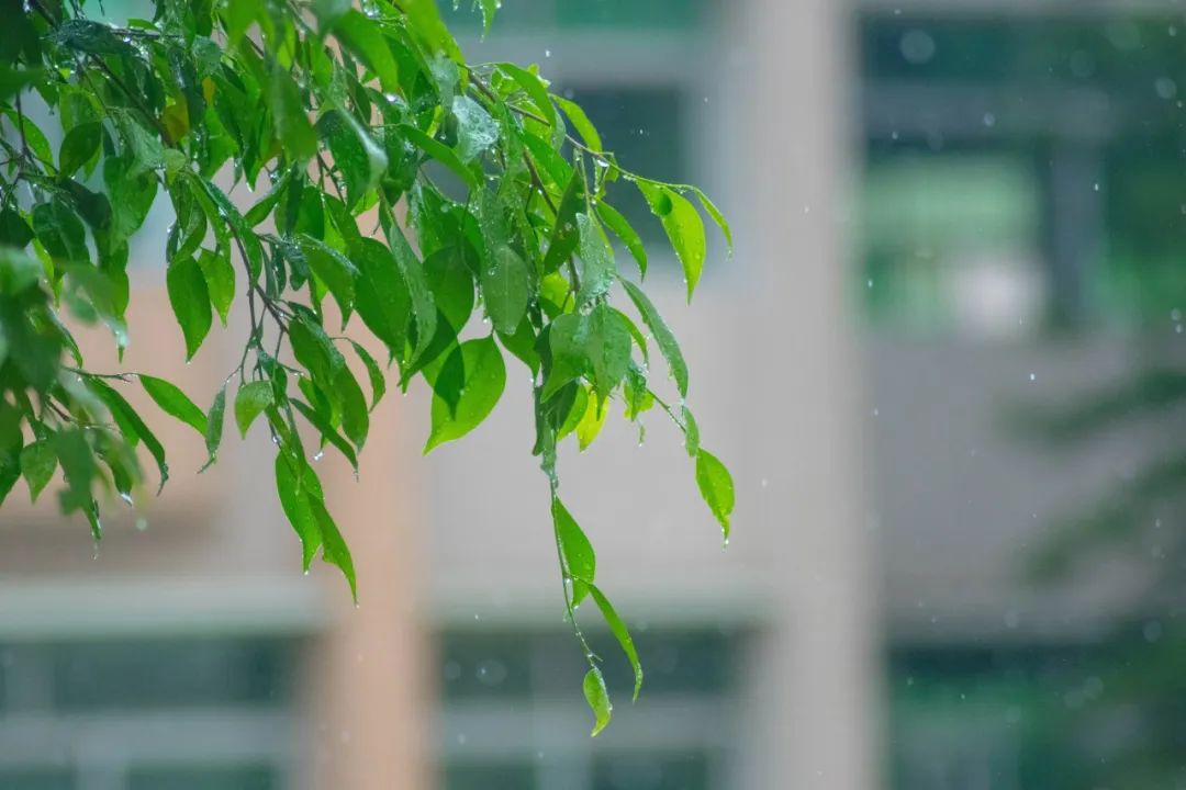 有关雨的古诗有哪些（描写雨后美景的20首唯美古诗词）