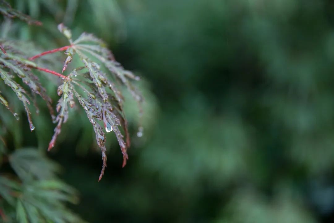 有关雨的古诗有哪些（描写雨后美景的20首唯美古诗词）