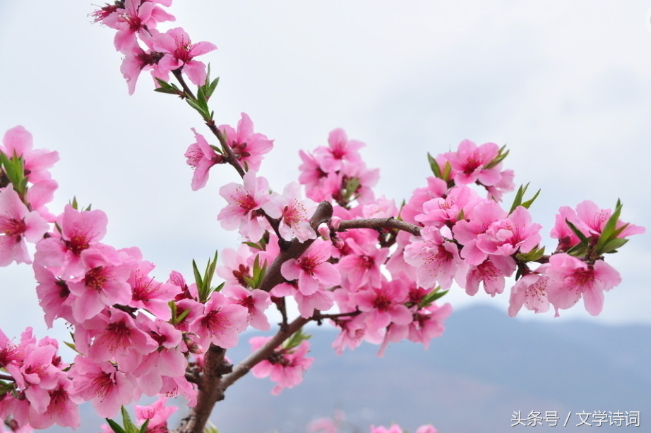 白居易最著名的十首诗（精选白居易七绝诗十首）