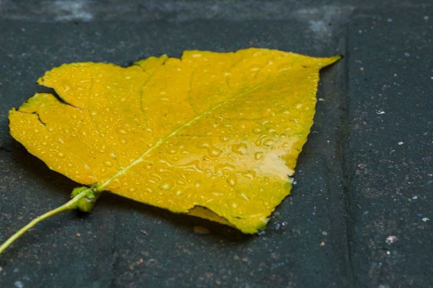 写雨的诗歌有哪些（关于写雨的诗10首）