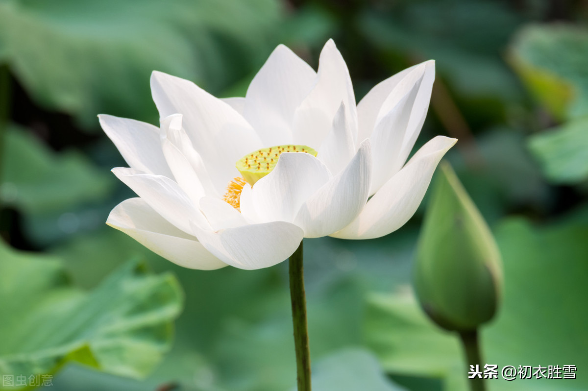 关于莲花的诗句和俗语（莲花最有禅意的句子）