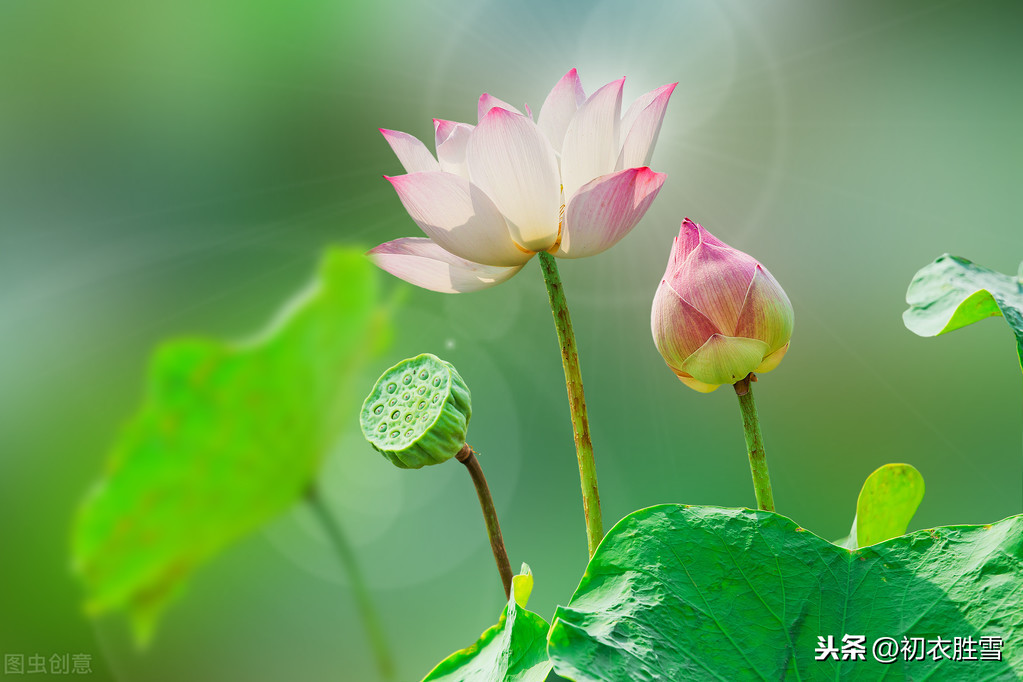 关于莲花的诗句和俗语（莲花最有禅意的句子）