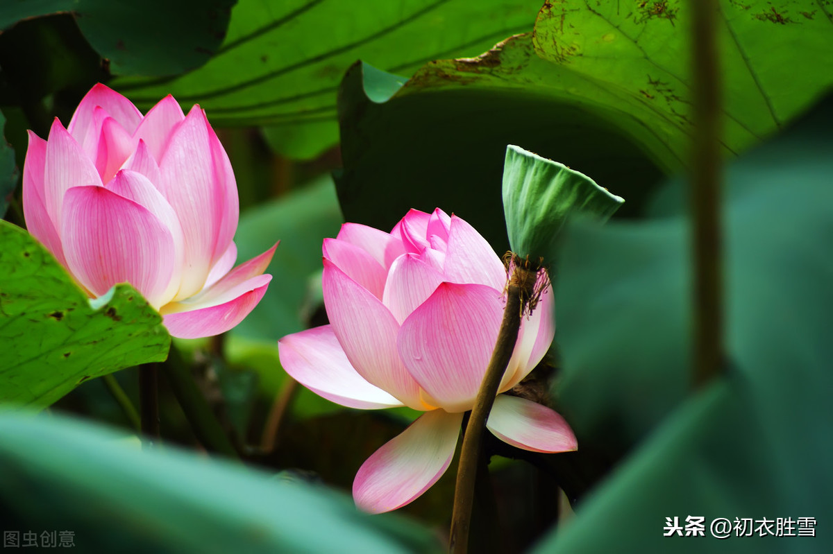 关于莲花的诗句和俗语（莲花最有禅意的句子）