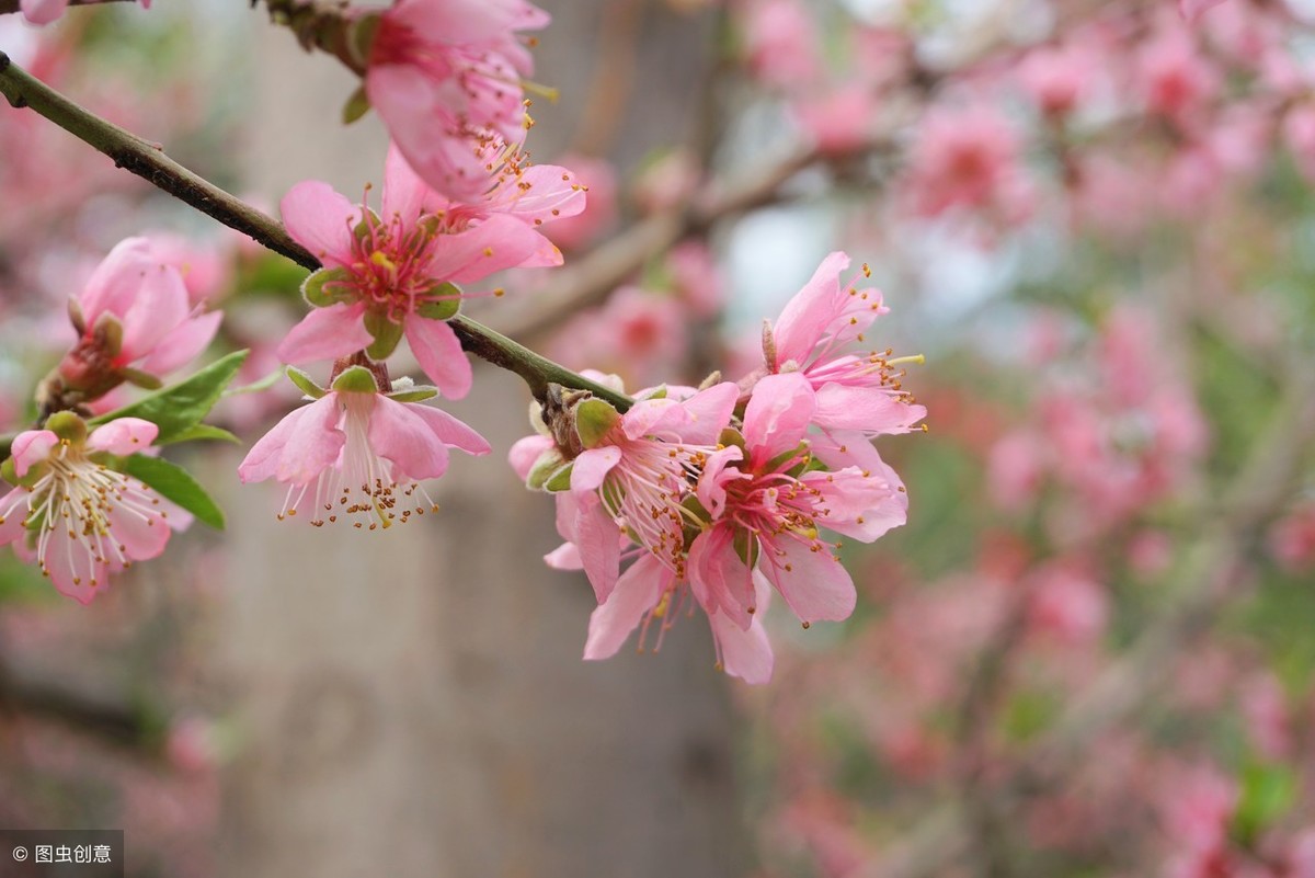 关于花的诗词名句及感受（赞美花的经典绝句）