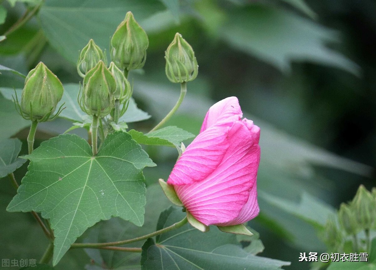 芙蓉的诗句古诗（有关芙蓉的唯美诗句）