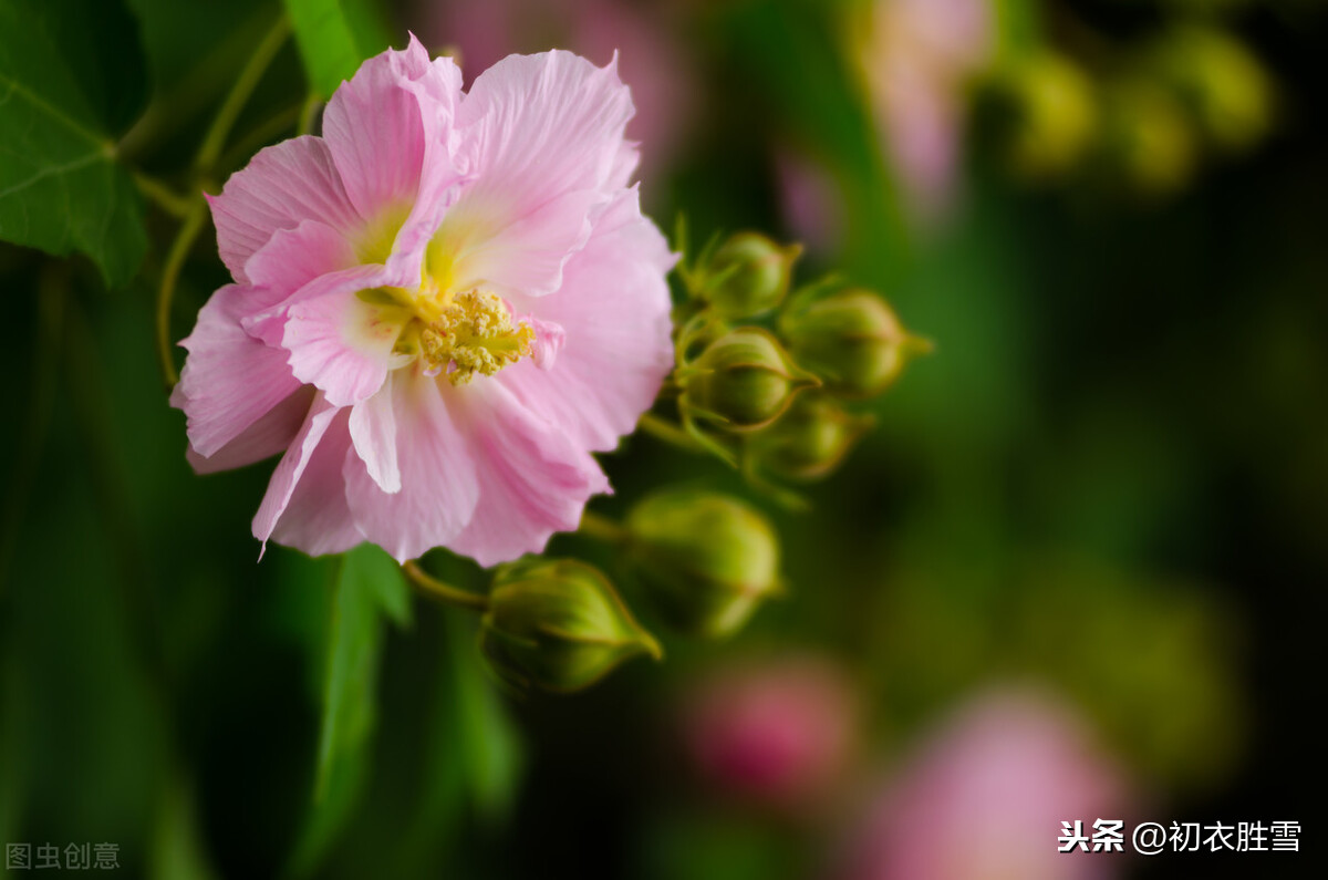 芙蓉的诗句古诗（有关芙蓉的唯美诗句）