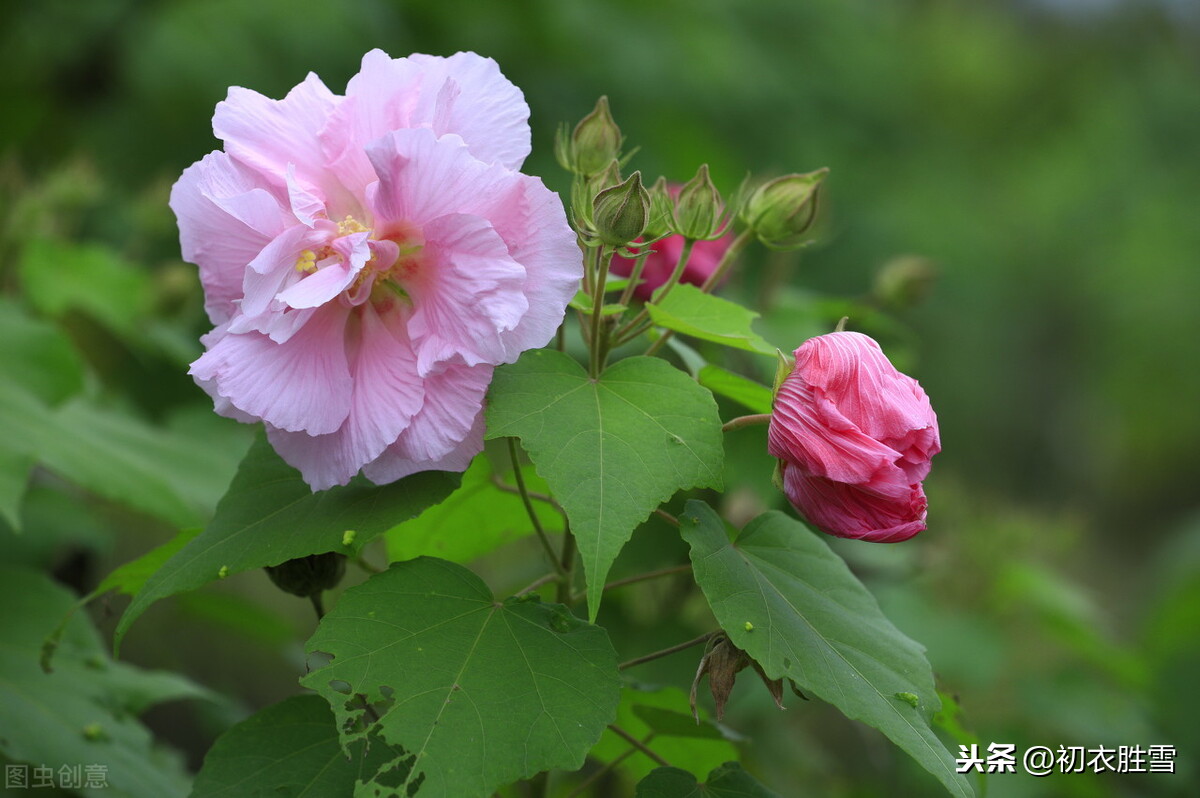 芙蓉的诗句古诗（有关芙蓉的唯美诗句）