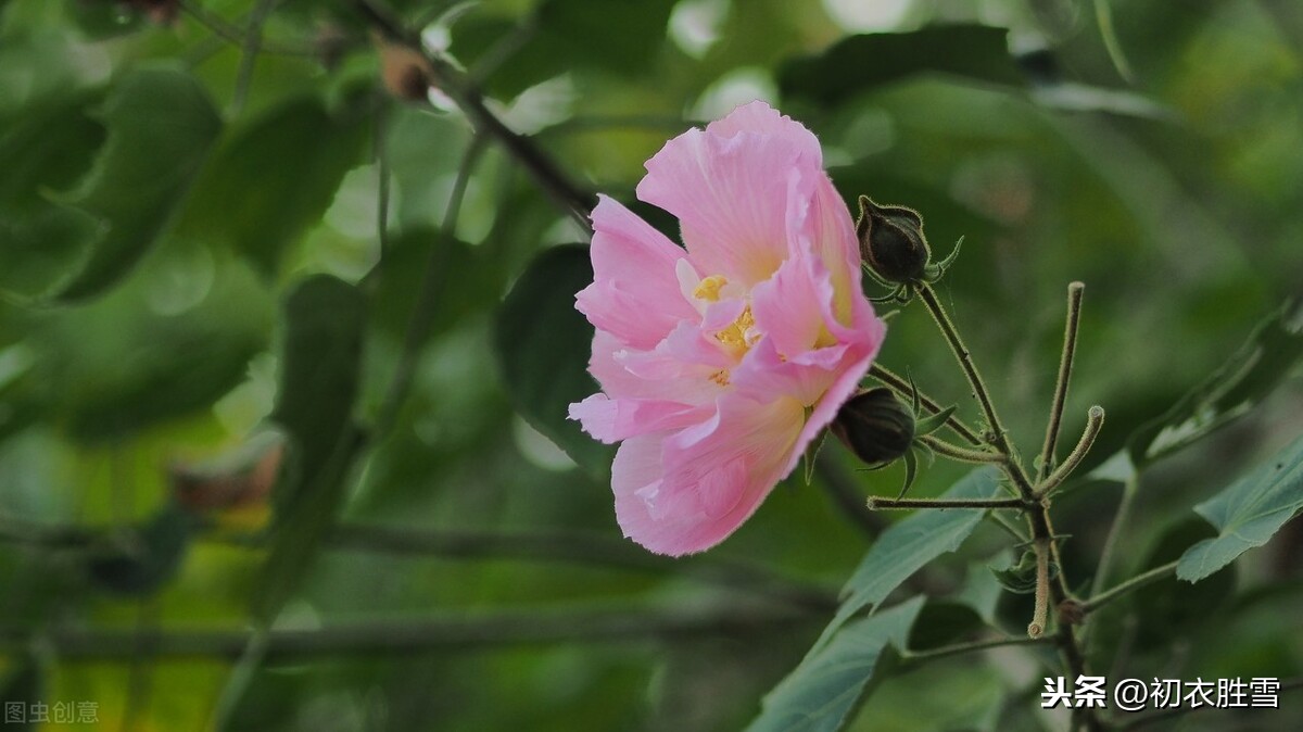 芙蓉的诗句古诗（有关芙蓉的唯美诗句）