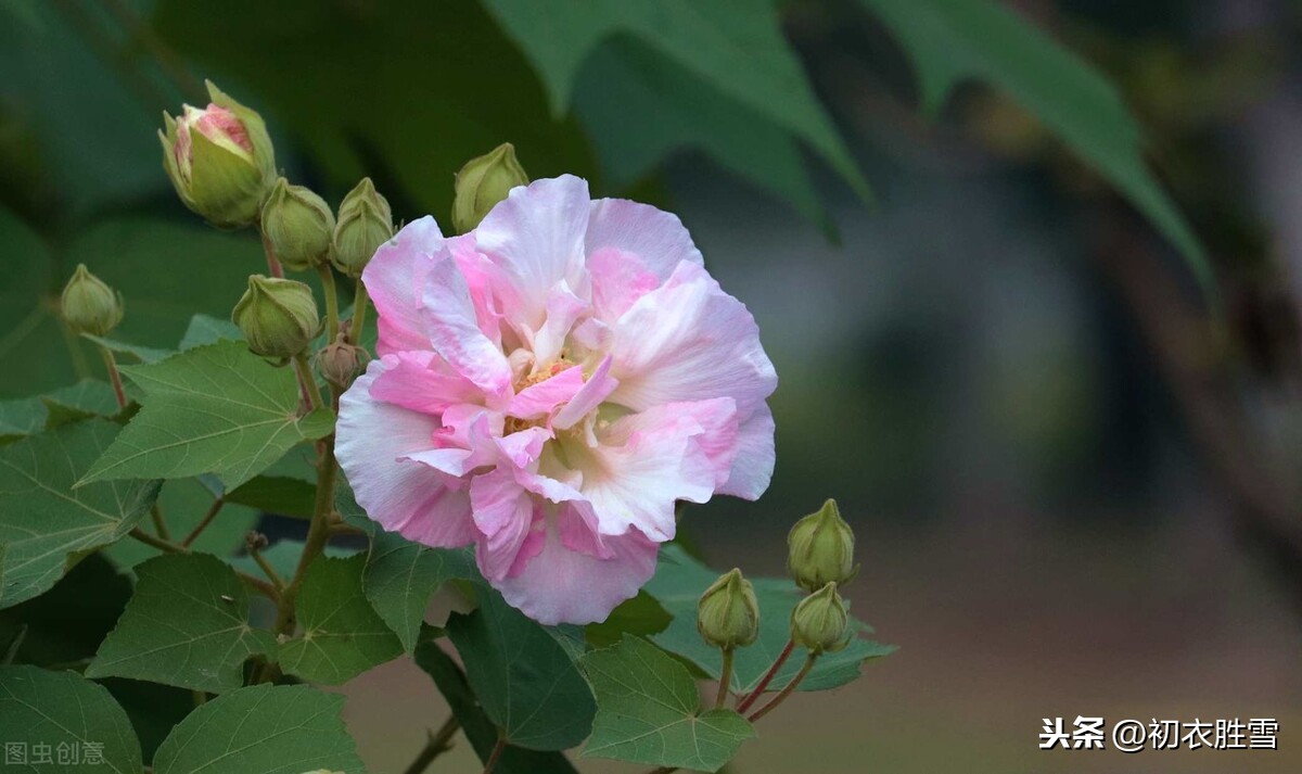 芙蓉的诗句古诗（有关芙蓉的唯美诗句）