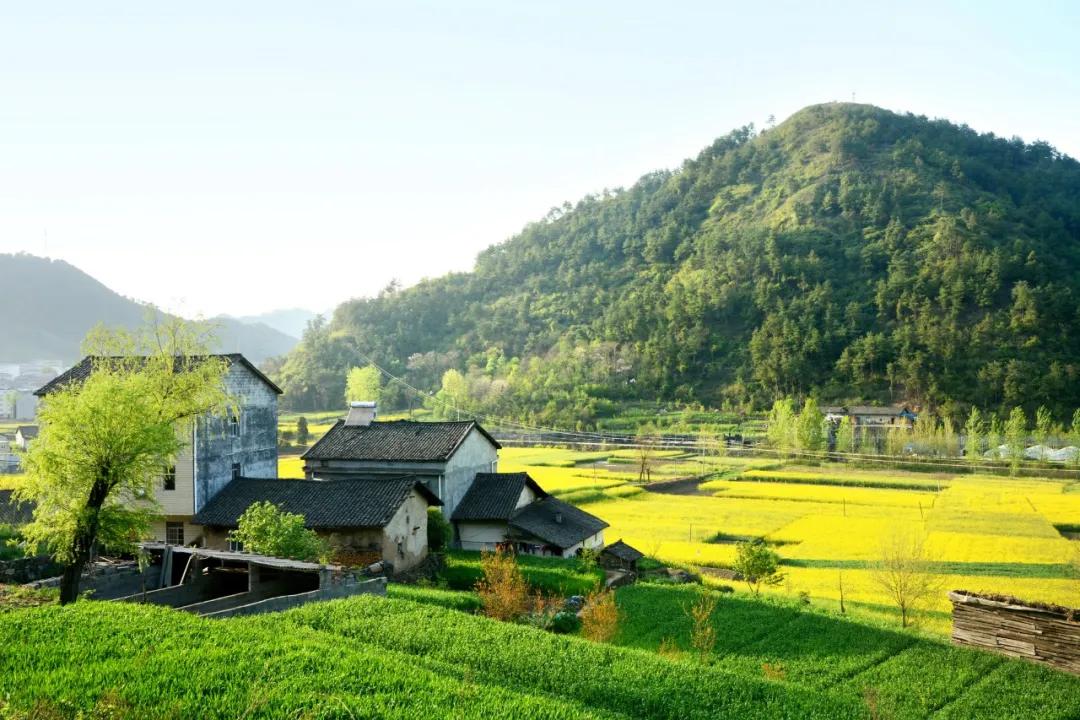 夏天景色的诗句有哪些（关于描写夏天景色的诗）