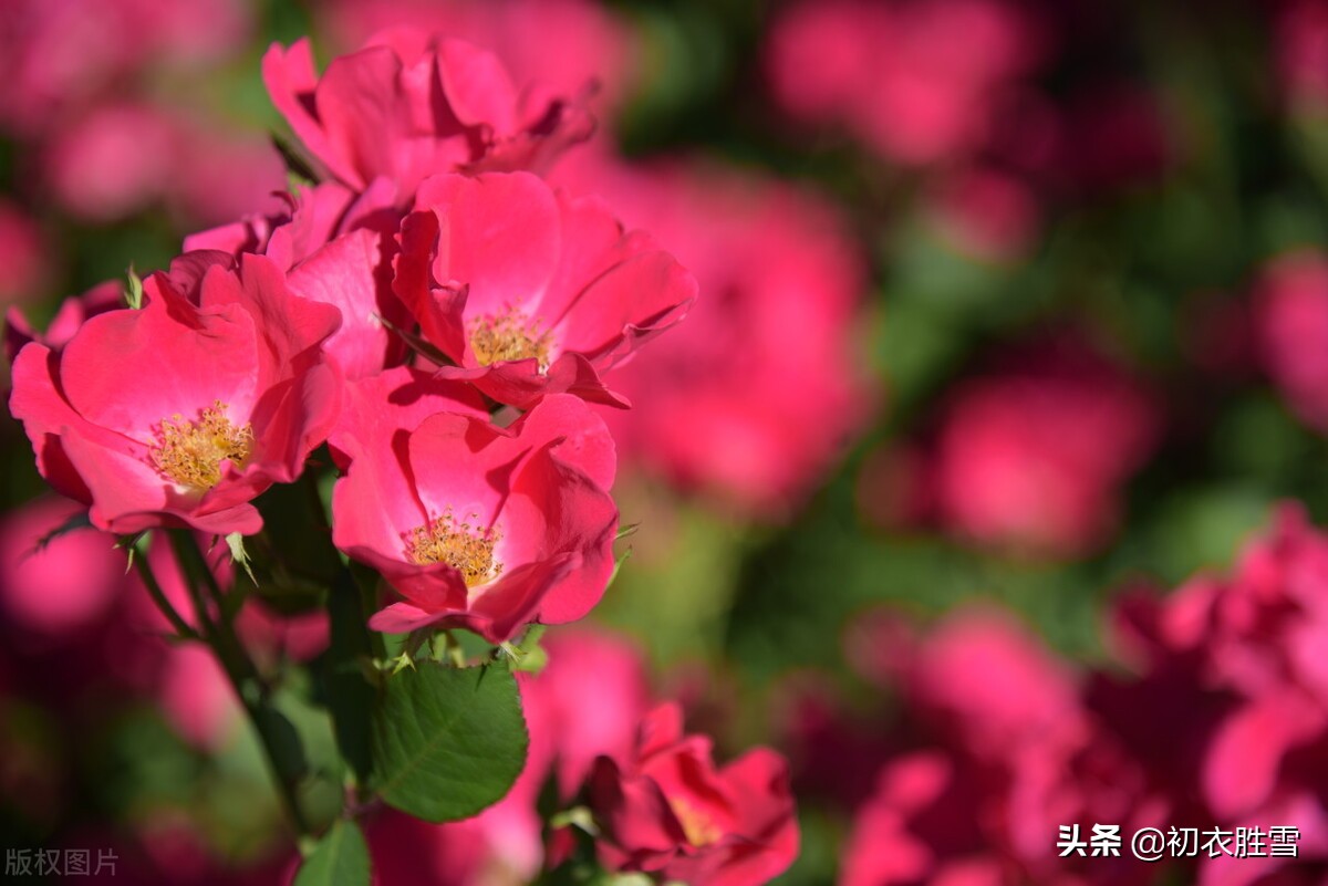 蔷薇花开的诗句-蔷薇花的小诗分享