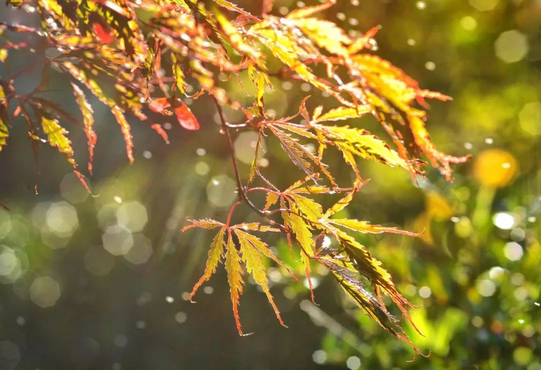 描写秋雨的句子和段落-下雨的有意境的短句子