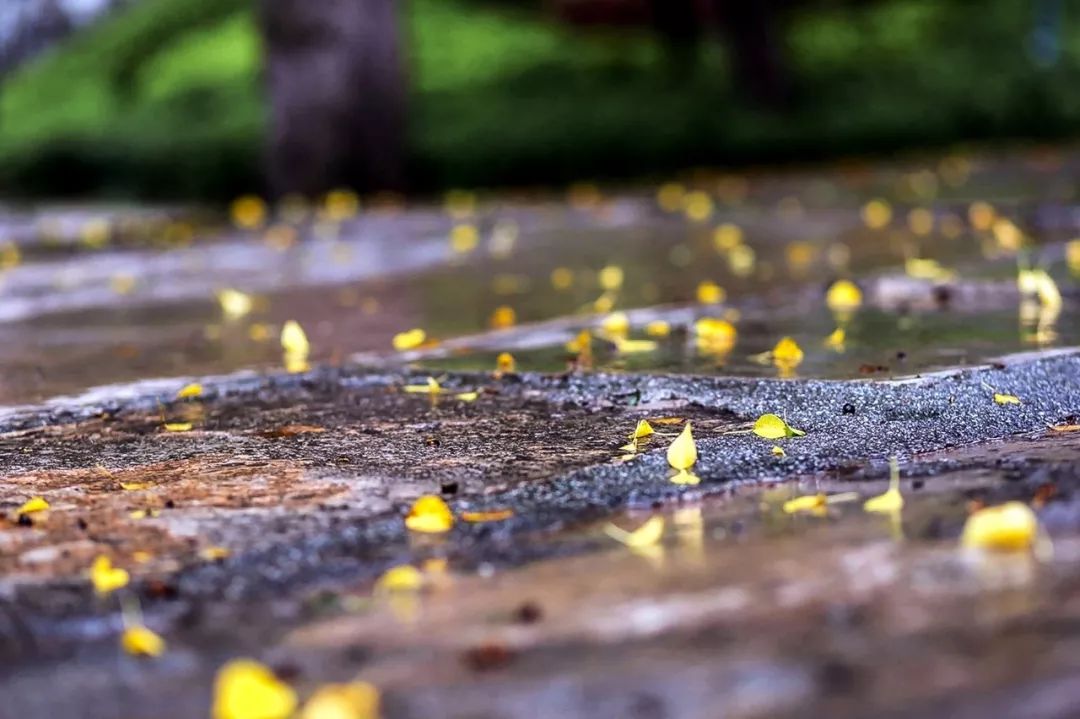 描写秋雨的句子和段落-下雨的有意境的短句子