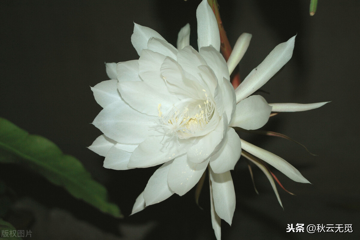 赞美昙花一现的经典句子-昙花一现的励志古诗