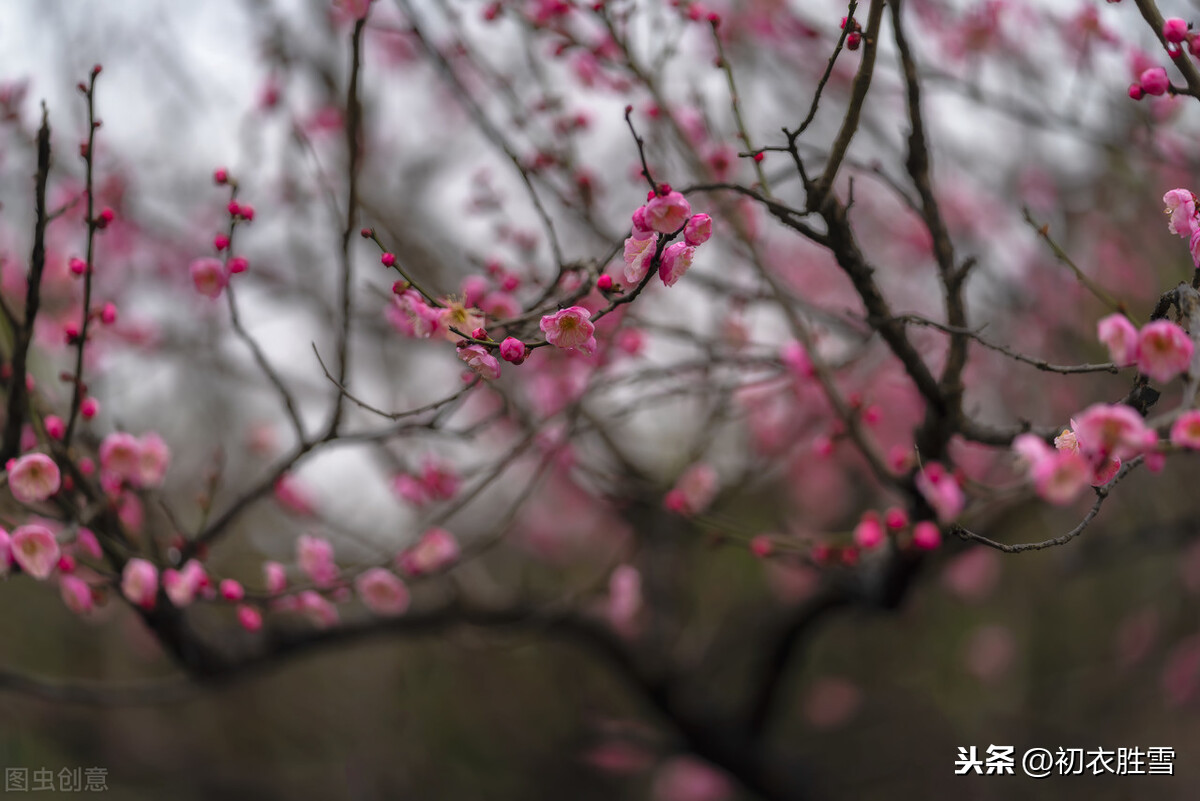 描写梅花的简短诗句大全-最好的梅花诗句6首