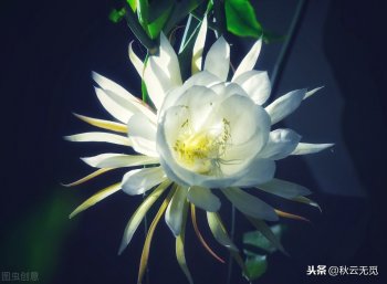 赞美昙花一现的经典句子-昙花一现的励志古诗