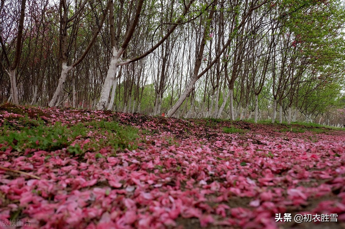 形容青春美好的句子和古诗词-不负青春美好时光的5首古诗