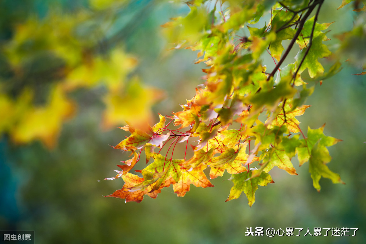 形容女人自爱的句子-女人要矜持自重的名言