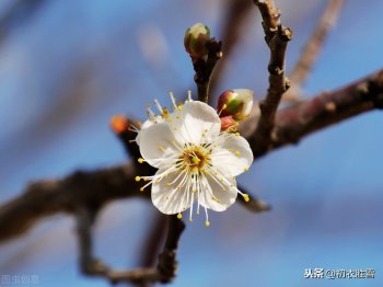 描写梅花的古诗有哪些-深度诠释梅花意志的5首诗