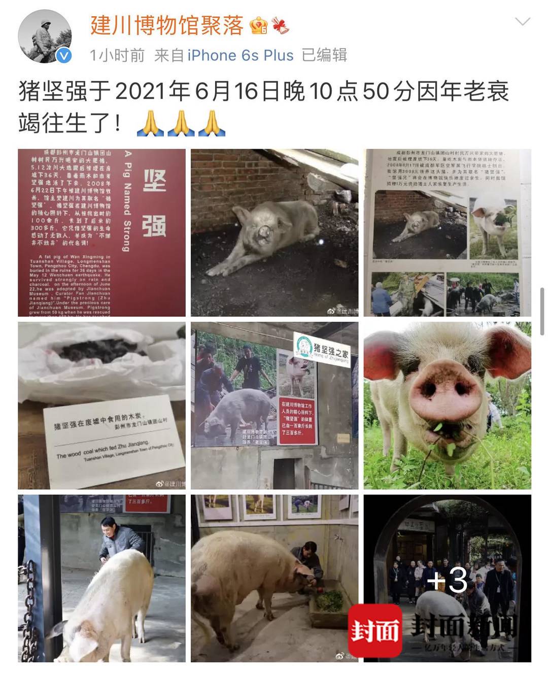 14岁猪坚强因年老衰竭去世-讲述一生这样走过