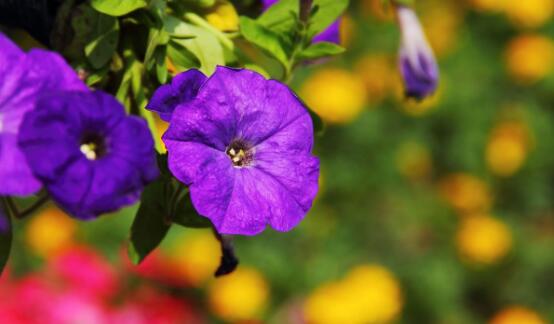 描写牵牛花的样子-形容牵牛花的样子和特点