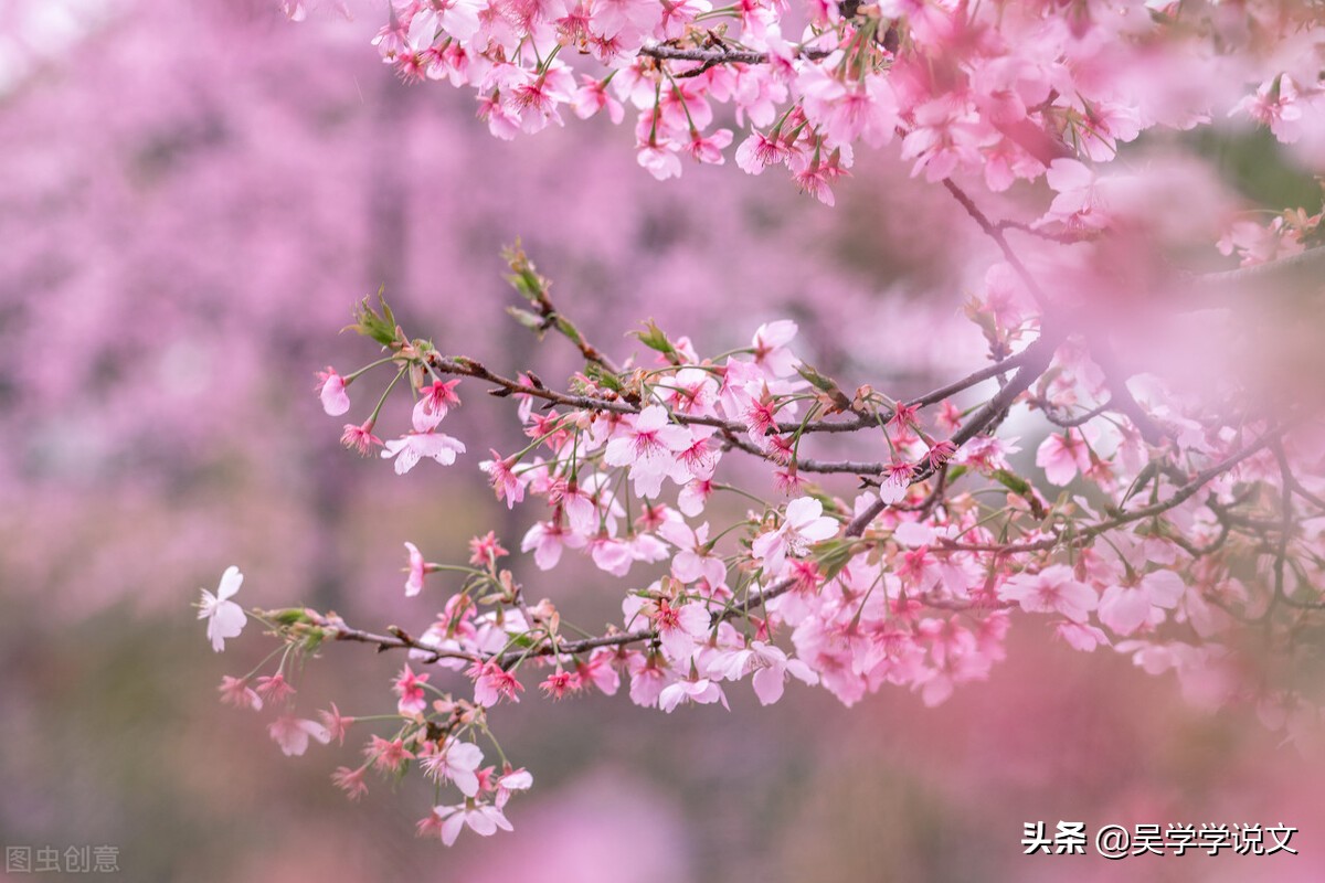 描写花园景色的句子说说-赞美植物园诗词七言