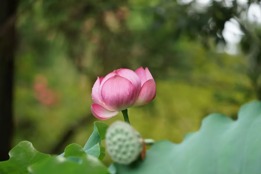 关于夏天的诗词现代诗-炎炎夏日的唯美诗句